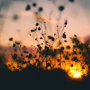 nature-sunset-flowers-silhouette.webp