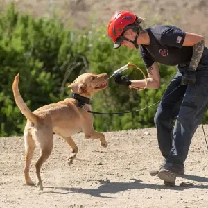 national-disaster-search-dog-foundation