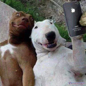 selfdoG