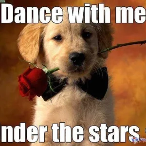 Dance...