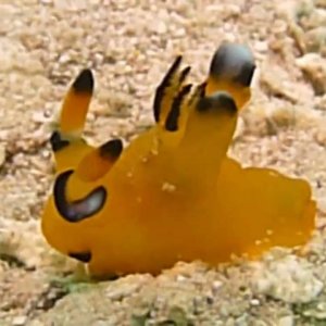 （ＨＤ）ウミウシを撮ってみました　その８ - YouTube