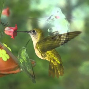 hummingbird - seals & crofts