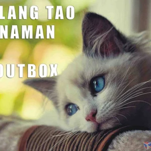 Cat_walang Tao