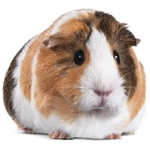 Guinea Pig?