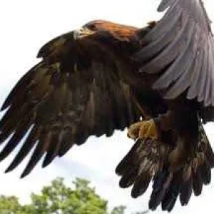 Eagle