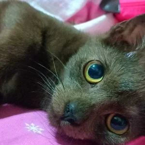Meow meow