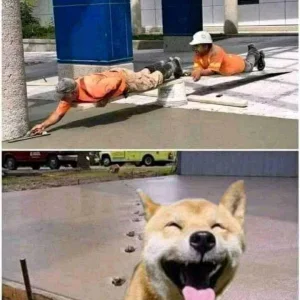 Pasaway na Aso.jpg