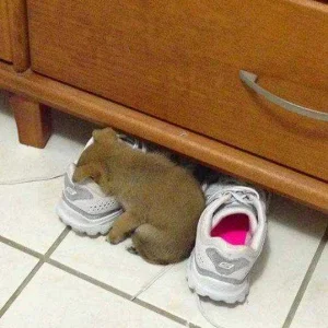 Sleeping Puppy.jpg
