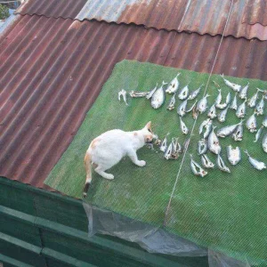 Nasa tao ang hirap nasa pusa ang sarap