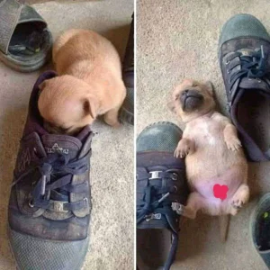 Cute Puppy.jpg