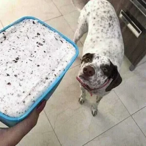 Ice cream dog flavor