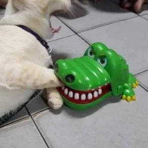 CrocCroc😂