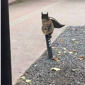 BATMAN IN CAT VERSION
