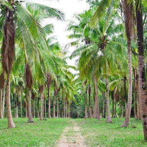 20722655-coconut-field-in-thailand-landscape-view.jpg