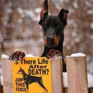 life.jpg