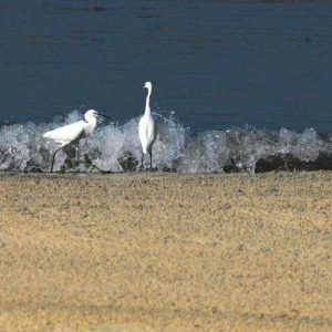 Migratory birds are seen along the shores of Manila Bay2