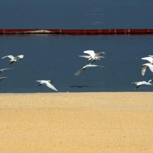 Migratory birds are seen along the shores of Manila Bay3