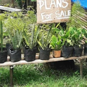 plans